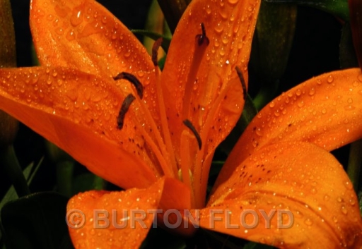 orange lilly.JPG